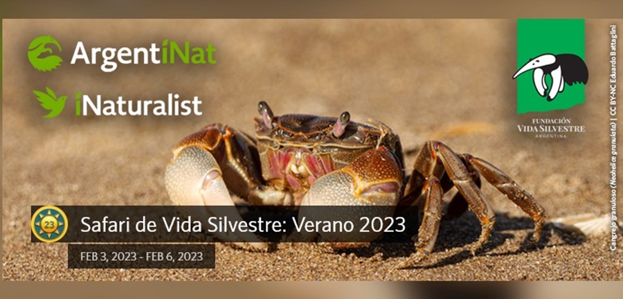 Más de dos mil especies silvestres registradas por la ciudadanía en solo cuatro días en el Safari de Verano de ArgentiNat