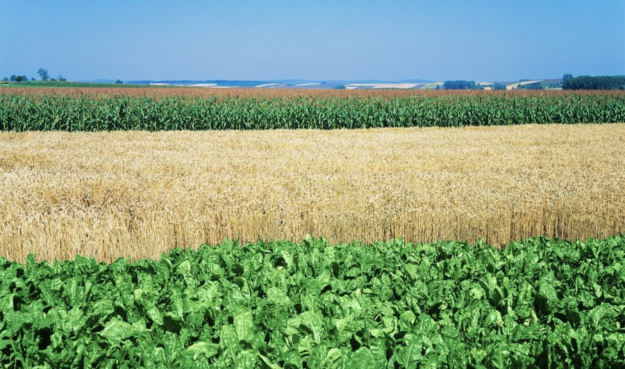 El Grupo RAGT anuncia la finalización de la adquisición del Grupo Deleplanque, incluidas sus entidades Strube y Van Waveren