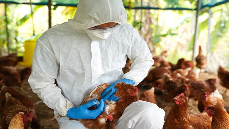 Influenza aviar: Se profundizó la fiscalización y el control en granjas avícolas