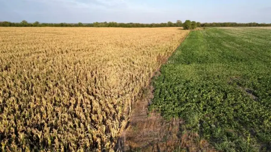 Commodities: Bueno para Argentina, la soja se disparó casi 3% en Chicago y tocó máximos de casi dos meses