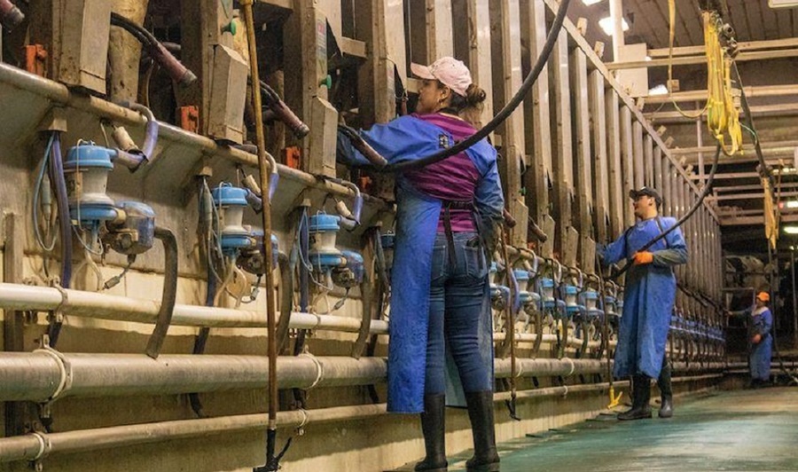La mano de obra en el sector lechero es un problema global