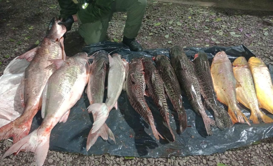 Llevaba pescado obtenido sin el permiso correspondiente y sin cadena de frío, las piezas ictícolas eran transportadas en el baúl de un automóvil y no se encontraban aptas para el consumo humano