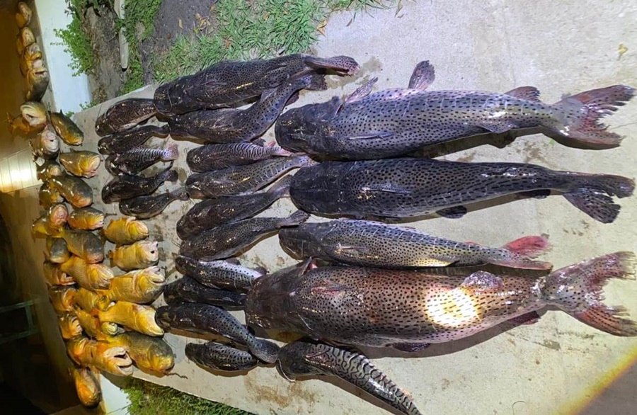 Cargaba con pescado valuado en más de dos millones de pesos, producto de la pesca ilegal