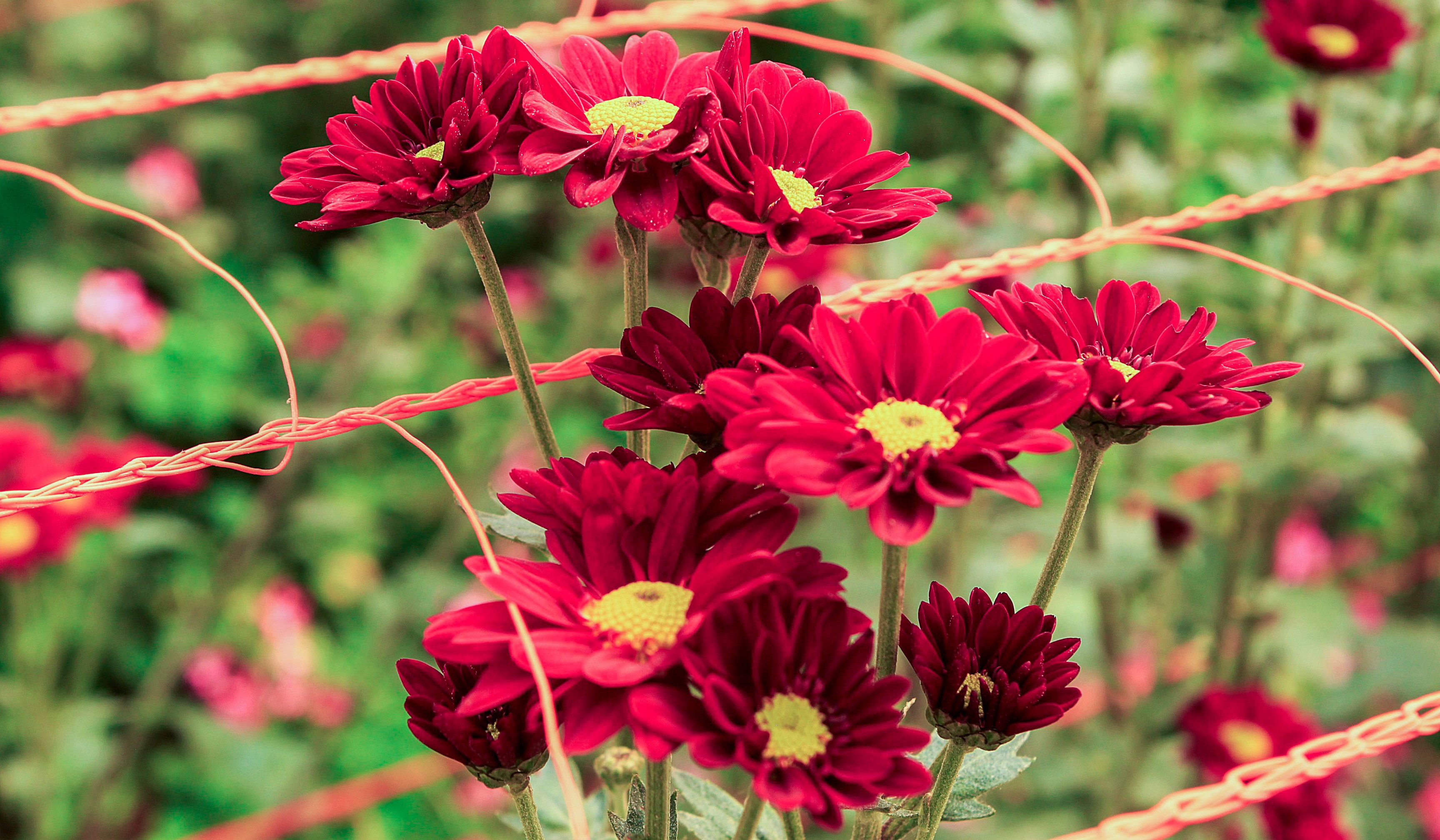 La floricultura misionera accede por primera vez a créditos especiales para potenciar su desarrollo