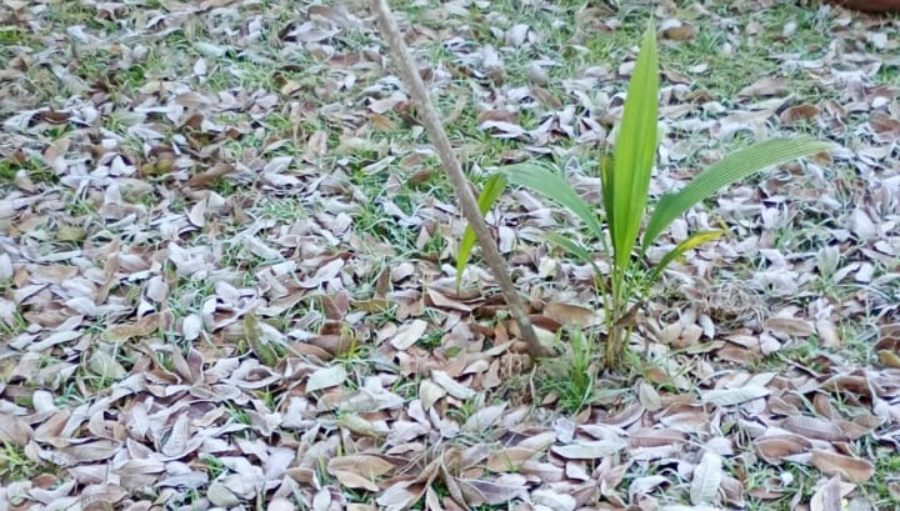 Misiones: Comienza el mes de Julio con probablemente el día más frío de la semana y heladas matinales en amplios sectores del sur provincial