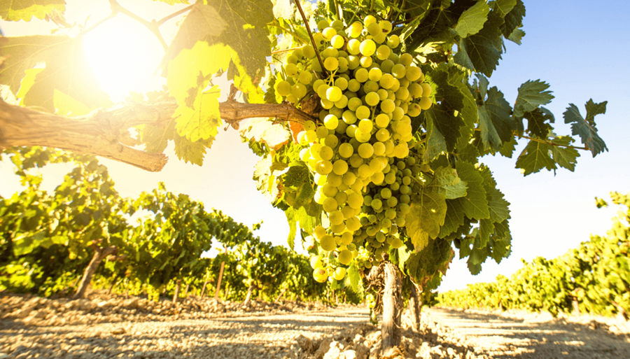 El vino sigue con su expansión territorial: Sumó tres nuevas indicaciones geográficas