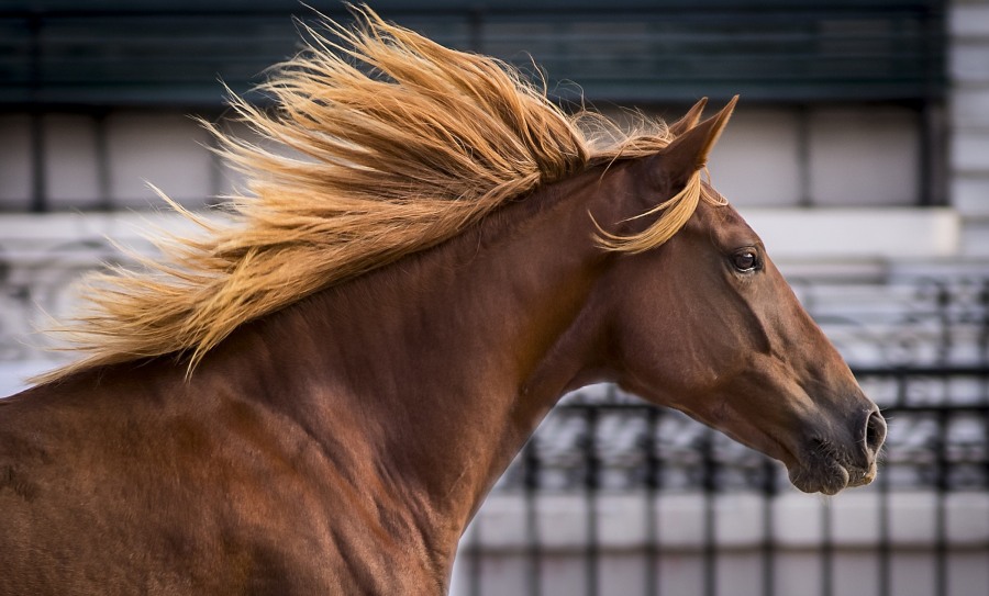 El evento más esperado del mundo ecuestre: Vuelve la Expo “Nuestros Caballos” al Predio Ferial de La Rural y será una cita para toda la familia donde los equinos son los protagonistas