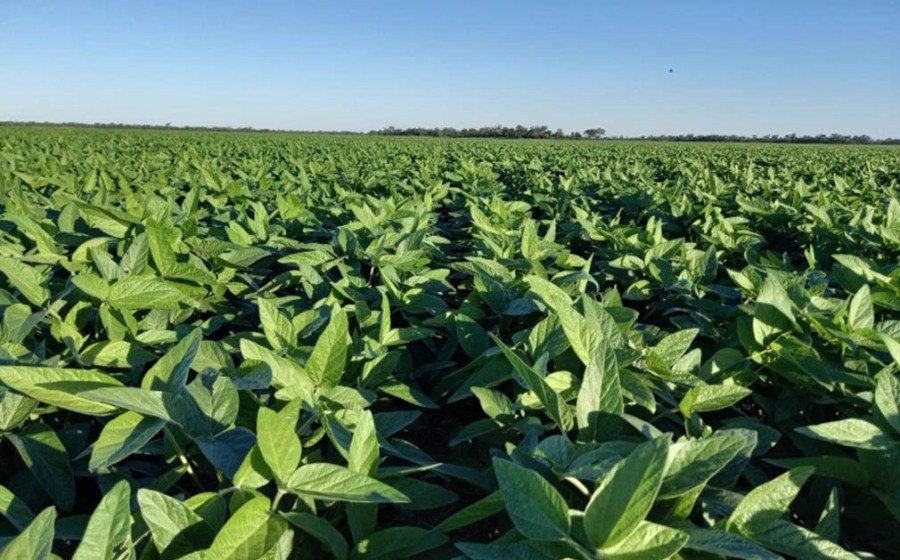 En soja, el NOA se subió al podio en contenido de proteína