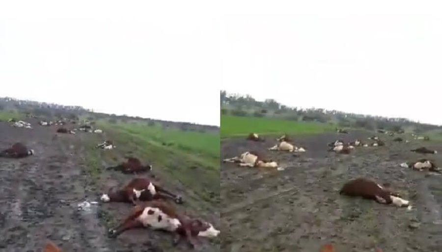 La alerta por nitratos se elevó tras la muerte masiva de vacas en Corrientes