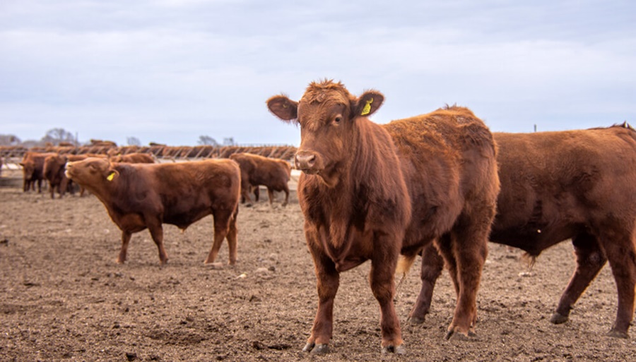 “Al rojo vivo”: La Sociedad Rural alertó por la crisis que vive la ganadería vacuna