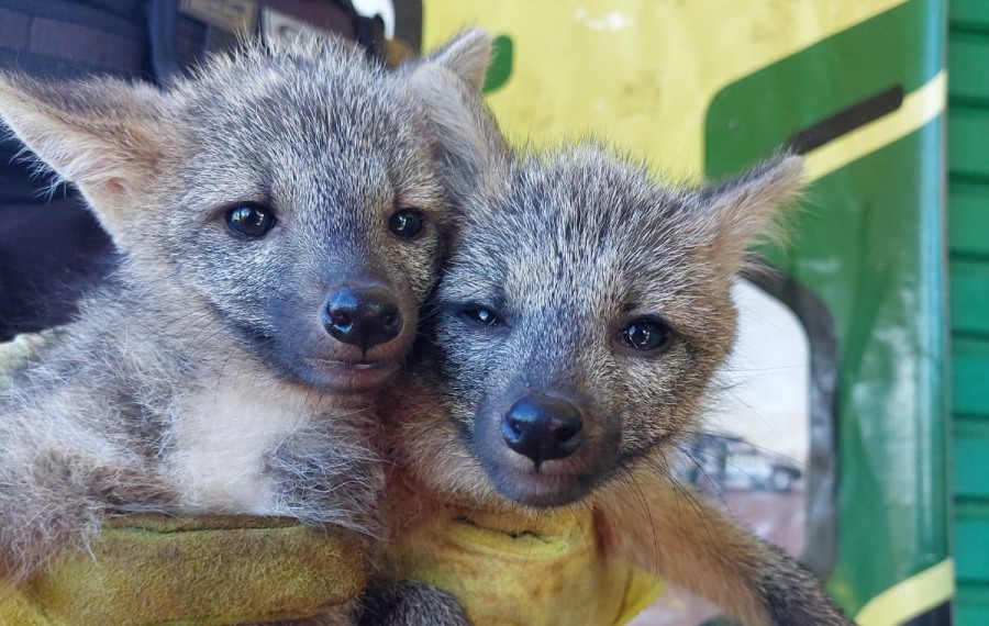 Policías de Misiones rescataron a cachorros de zorros de monte en el Municipio de Dos de Mayo