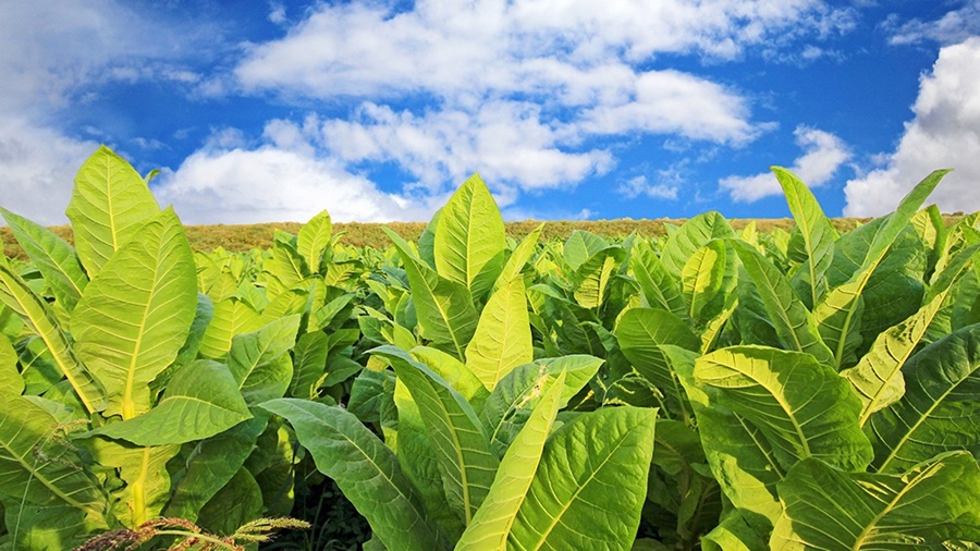 Acordaron en Misiones un nuevo precio de referencia para el tabaco con una suba de 300%