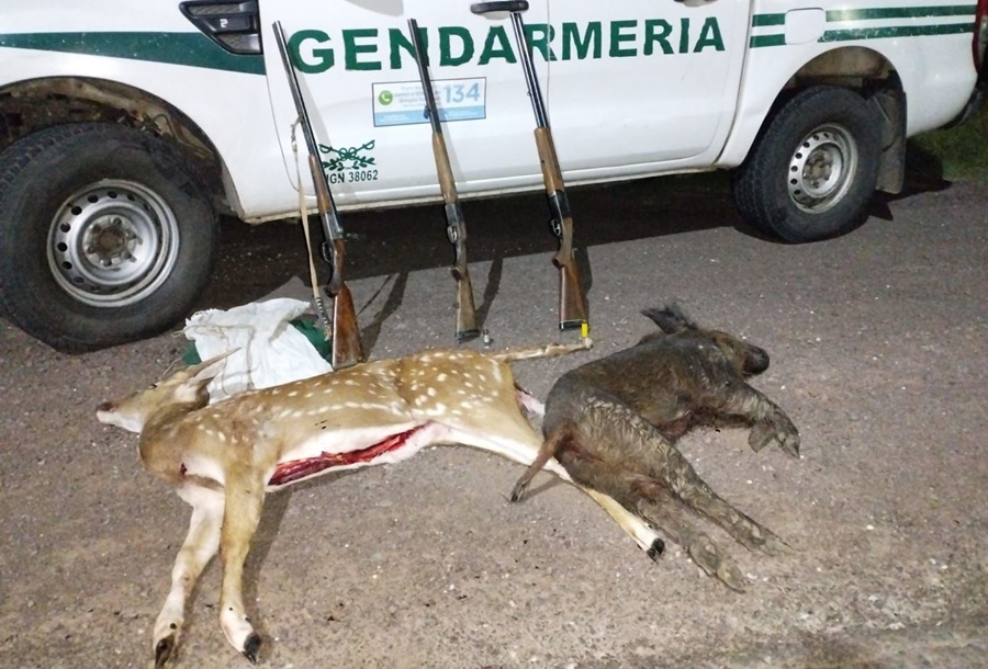 Gendarmería Nacional secuestró animales faenados en la provincia de Corrientes