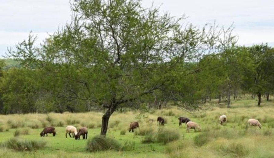 El tiempo en Misiones para este jueves 4 de Enero: El cielo mayormente despejado, suben levemente las máxima y presentando condiciones estables
