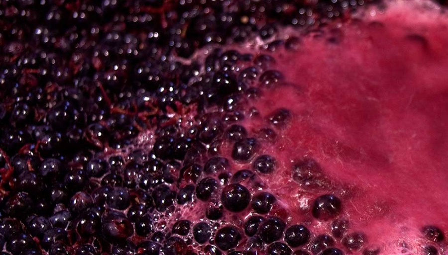 La vitivinicultura mira al exterior, con el mosto como punta de lanza: Se duplicaron las exportaciones