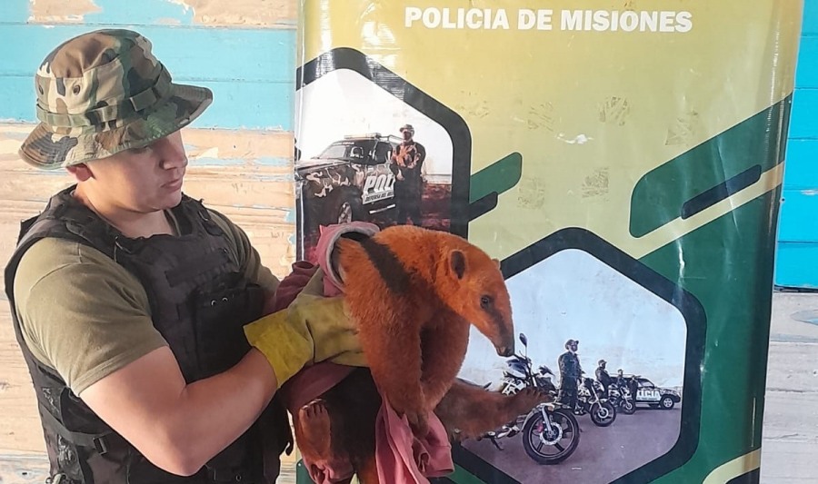Misiones: Apareció un oso melero en el patio de una vivienda y fue resguardado por policías ambientales, también fue rescatado un perro mestizo que cayó en una fosa