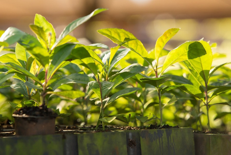 Servicio de Extensión Yerbatero: Calendario de actividades en el yerbal