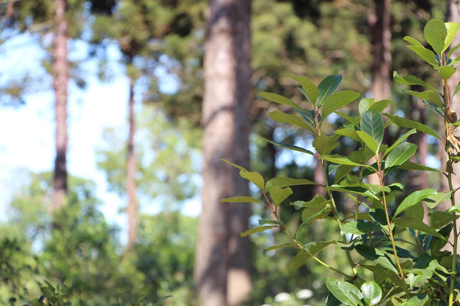 Datos estadísticos del mes de Junio del sector yerbatero