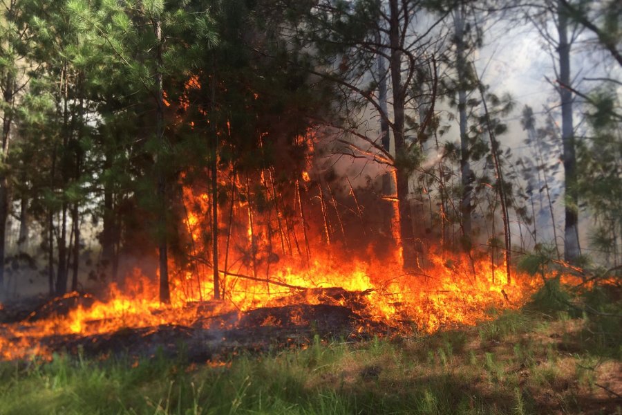 El fuego afecta al Iberá y desde Diciembre ya se quemaron más de 30 mil hectáreas en Corrientes