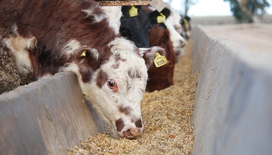 “Un mazazo”: Llueven las críticas del agro a las últimas medidas de Massa