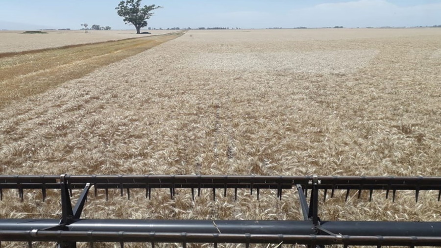 El trigo sorprende con mejores rindes en la zona núcleo
