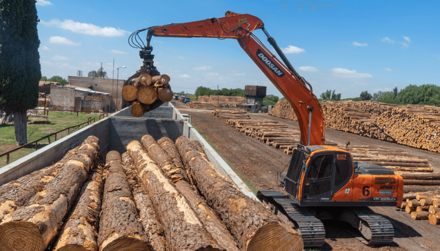 Con el Mercosur como guía, Argentina busca jugar en las grandes ligas del negocio forestal