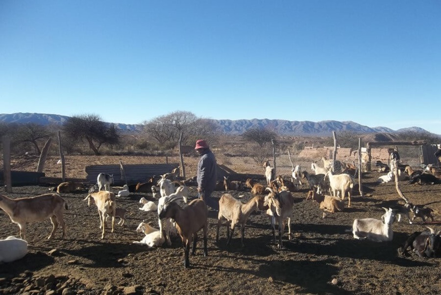 Sabores regionales: En Salta, el INTA avanza en crear quesos y yogures de leche de cabra