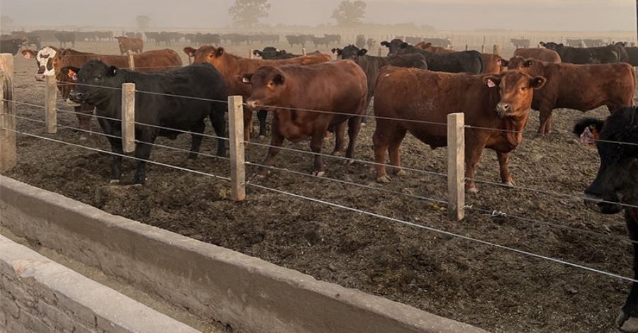 La faena bovina mejoró sus números durante Mayo