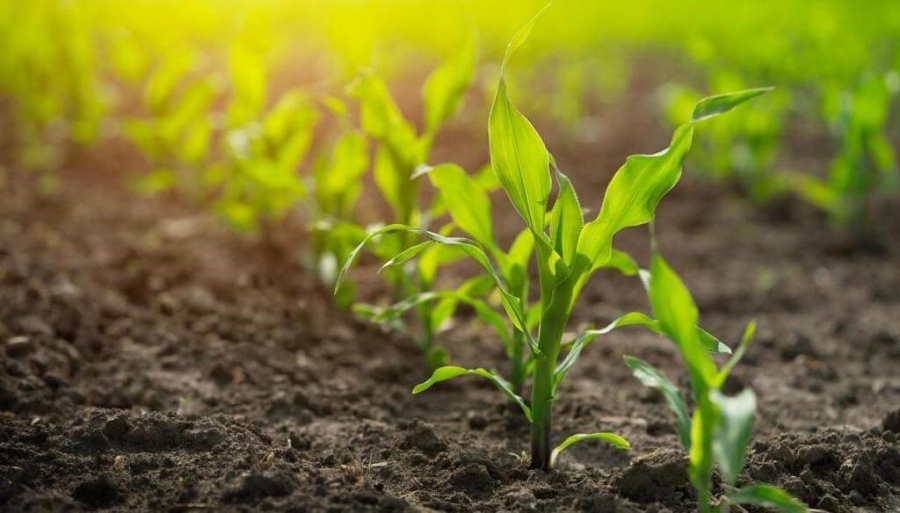 Chicharrita del maíz: el SENASA aprobó el uso del bioinsecticida que tuvo mayor eficacia en Brasil