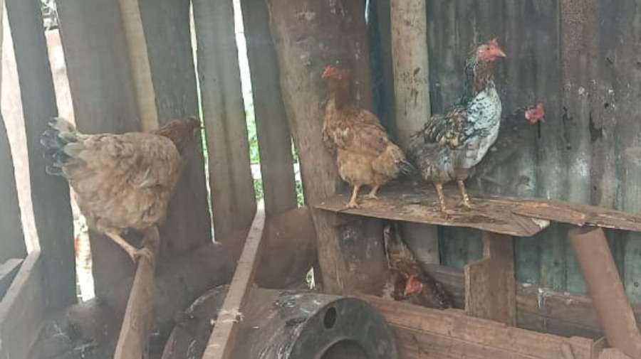 Apóstoles: Pensó que eran zorros, pero eran sus vecinos quienes habrían sustraídas 17 gallinas
