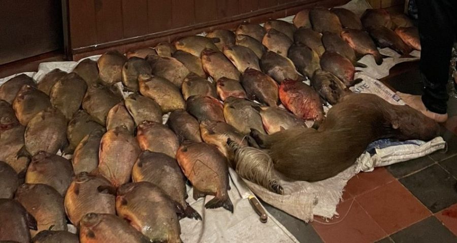 Intentó huir con 67 pacúes y un carpincho robados: Fue detenido por la Policía Rural de la provincia de Misiones en el Municipio de Fachinal