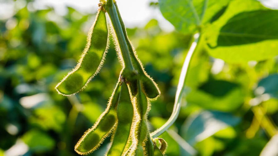¿Qué es la biofortificación y por qué Argentina podría liderar su producción mundial en alimentos?