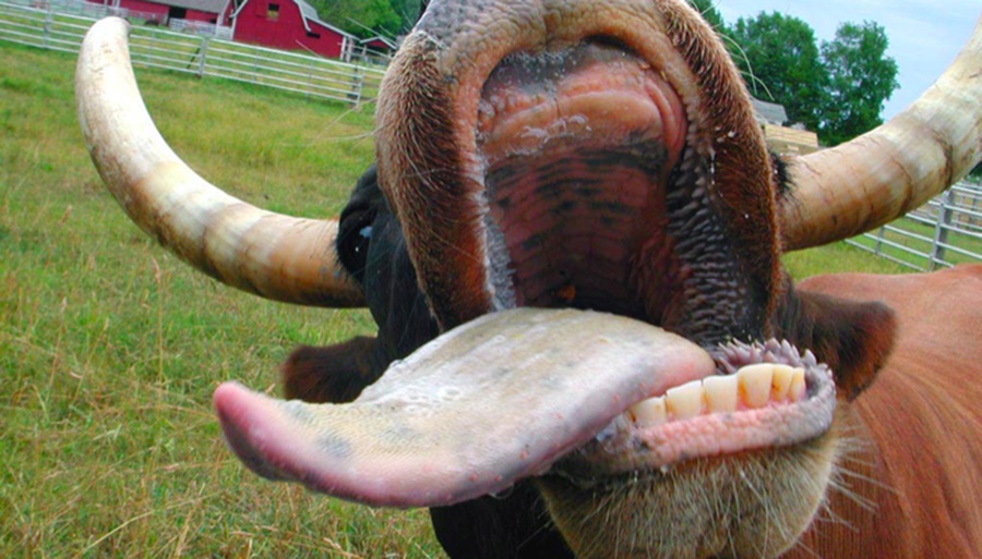 Otra alerta sanitaria regional: La “vaca loca” habría reaparecido en Brasil