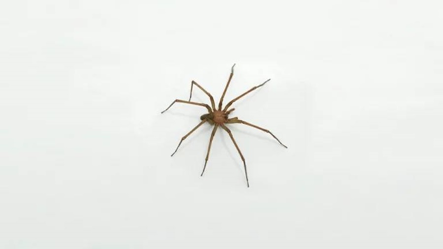 La araña venenosa más común en las casas: Cómo reconocerla y actuar ante las picaduras