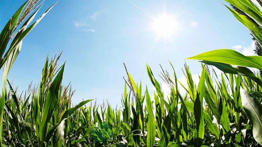 Las lluvias podrían escasear hasta finales de Febrero y preocupa el desenlace del maíz temprano a corto plazo