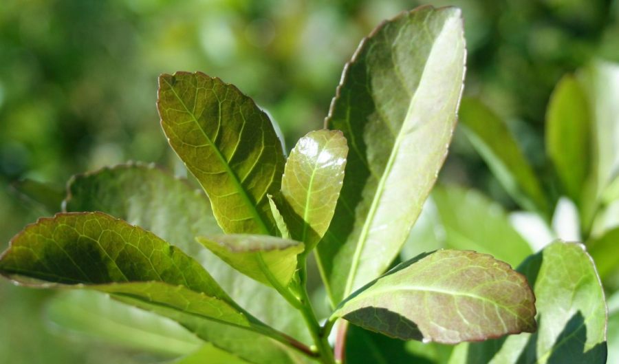 Actualización del Costo de Producción de la Hoja Verde de Yerba Mate
