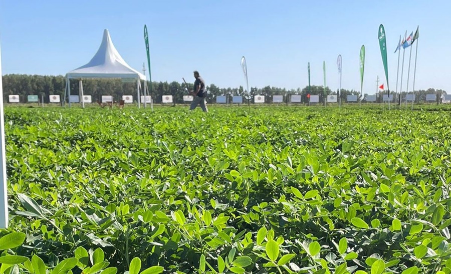 Nueva combinación que incrementa 12% el rinde en maní