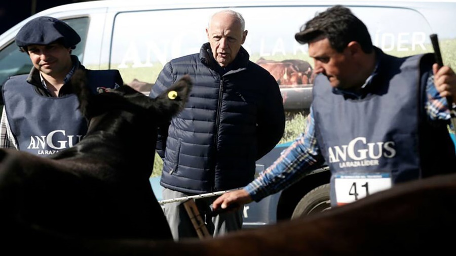 Lavagna llevó un lote de los mejores ejemplares de su cabaña para competir en la Expo Rural