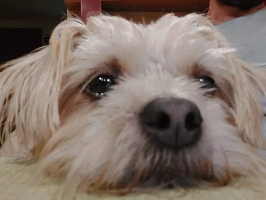 Bienestar animal: Pirotecnia en las Fiestas, siete consejos para cuidar a las mascotas del ruido