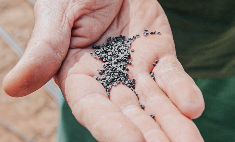 Cebolla morada y Bioinsumos: Herramientas para fortalecer la producción hortícola Misionera