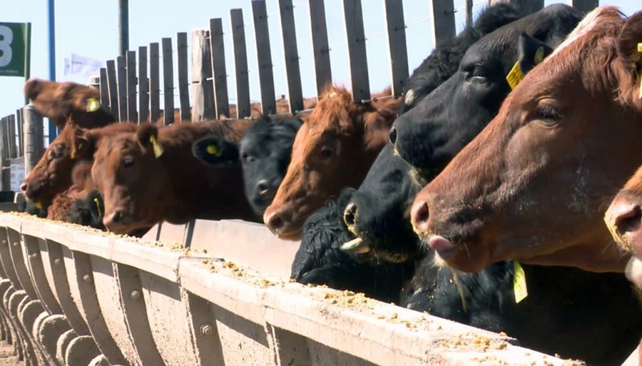 El agujero que hizo el “dólar maíz” en los feedlots: 12.000 pesos más de costo por cabeza engordada