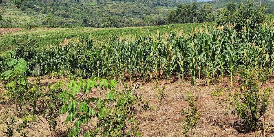 Misiones suspendió la prohibición del Glifosato y le dio 5 años más de vida: Los productores que lo necesiten, deberán acreditar cantidades y uso específico