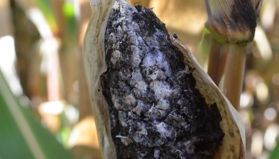 Crece la alerta por el retorno del Carbón de la Panoja en maíz: Ya se detectó en cinco provincias