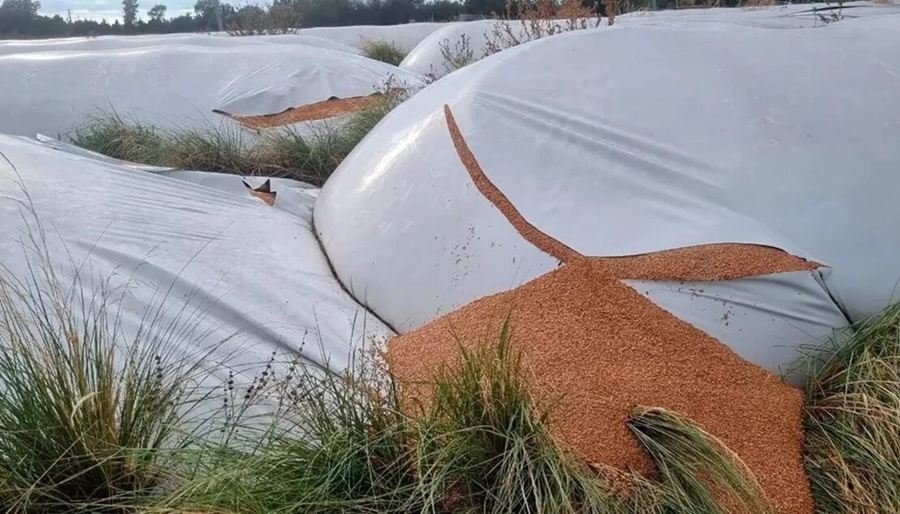 Destrozaron 51 silobolsas de una cooperativa y pusieron en riesgo 10.000 toneladas de trigo