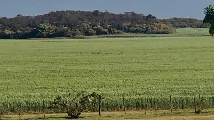 Nuevo orden del agro: Brasil, ¿por qué hay un boom de los commodities en el país vecino?