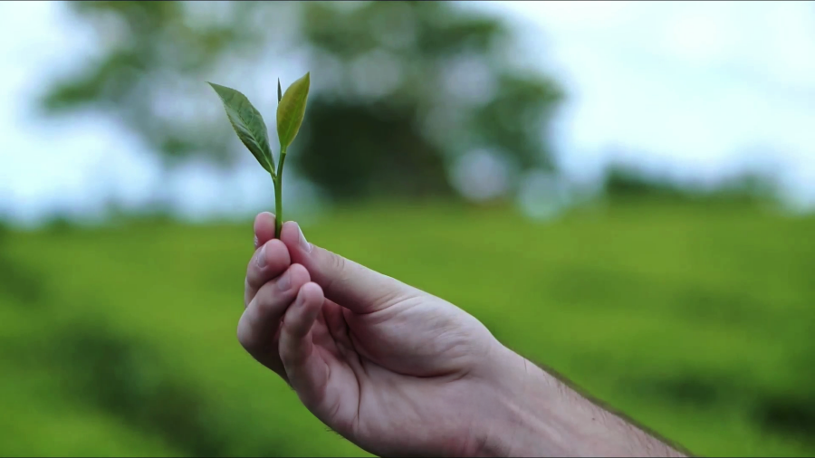 El modelo de producción orgánica como estrategia de desarrollo