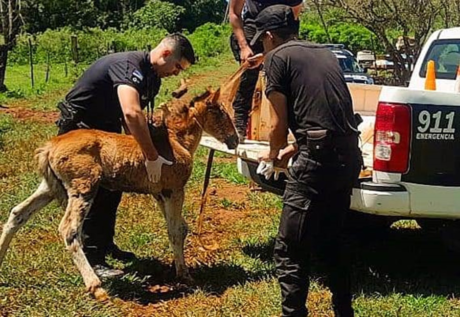 Policías de Misiones actuaron rápidamente y salvaron a animales en situaciones de maltrato y cautiverio