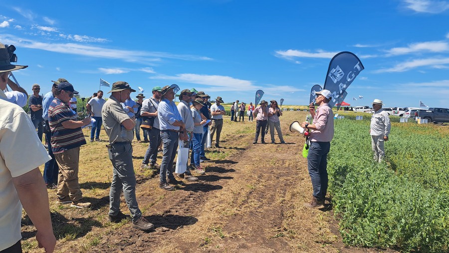 Nueva genética en arvejas y colzas que renuevan expectativas en cultivos de invierno