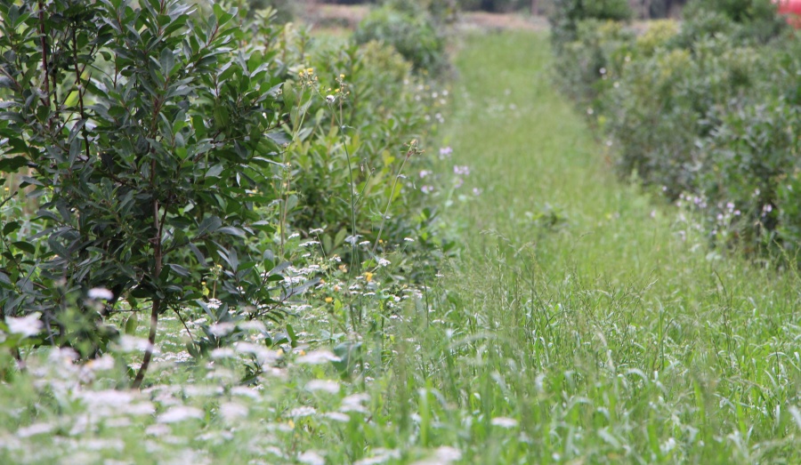 El INYM promueve prácticas amigables con el ambiente, sin el uso de agrotóxicos, para una producción de calidad y sostenida en el tiempo