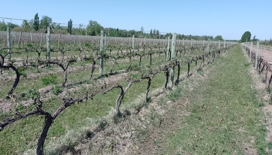 La uva sufrió las peores heladas tardías desde 1994: Cómo afectarán la producción y precio del vino